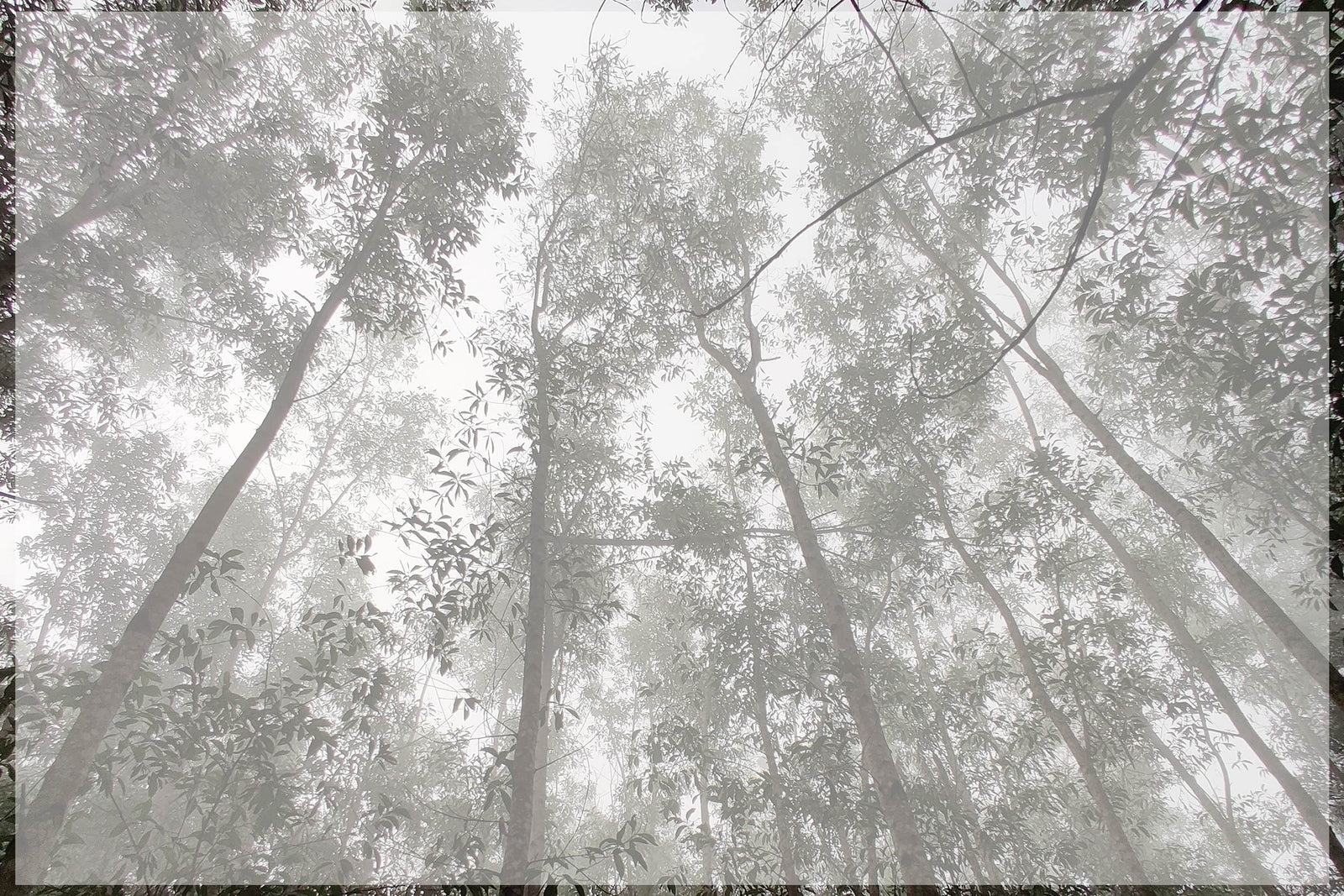 Special Feature Deep Dive: Rayon to Tencel